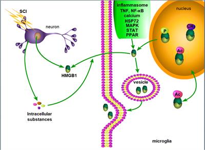 Review: The role of HMGB1 in spinal cord injury
